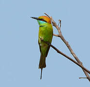 Asian Green Bee-eater