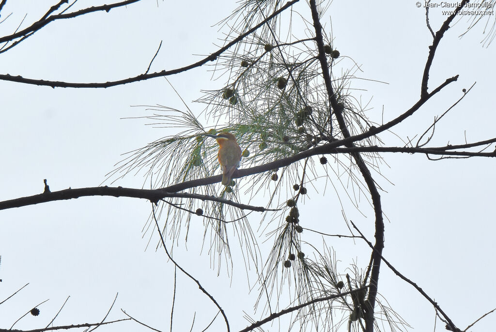 Guêpier de Madagascarimmature