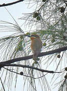 Olive Bee-eater