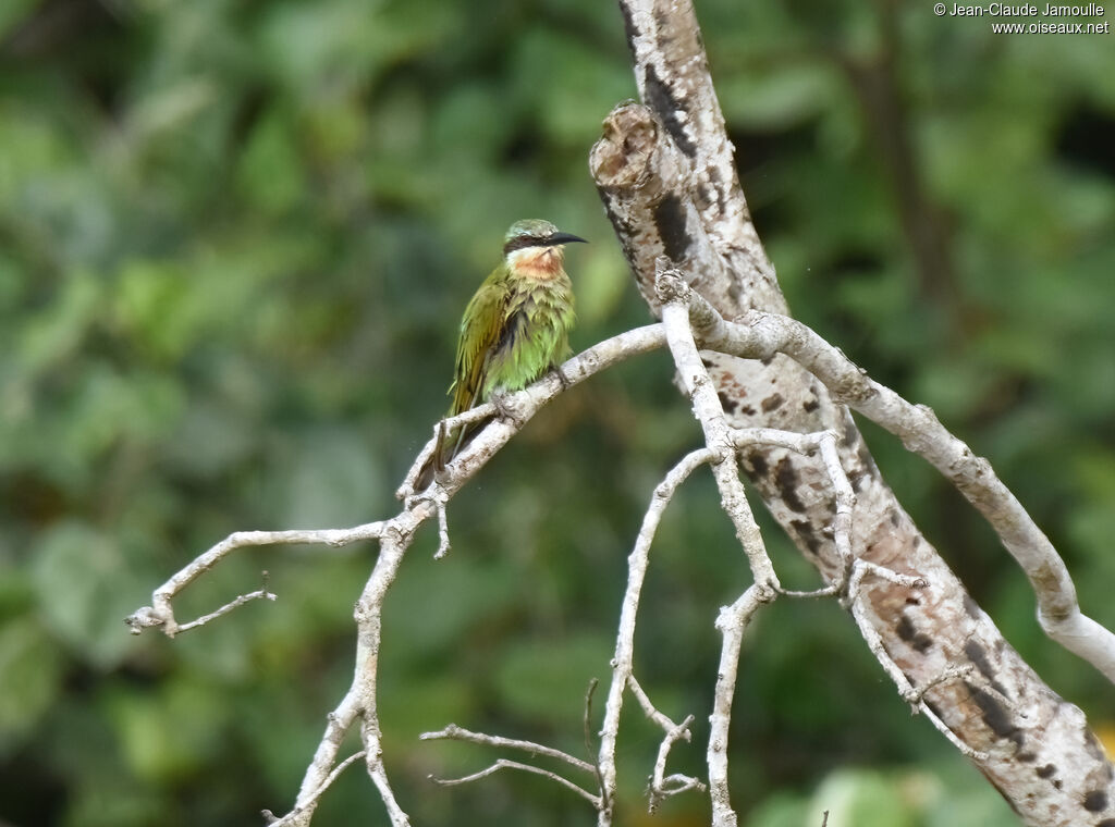 Blue-cheeked Bee-eater