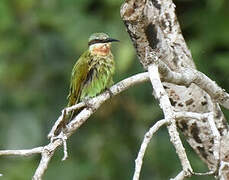 Blue-cheeked Bee-eater