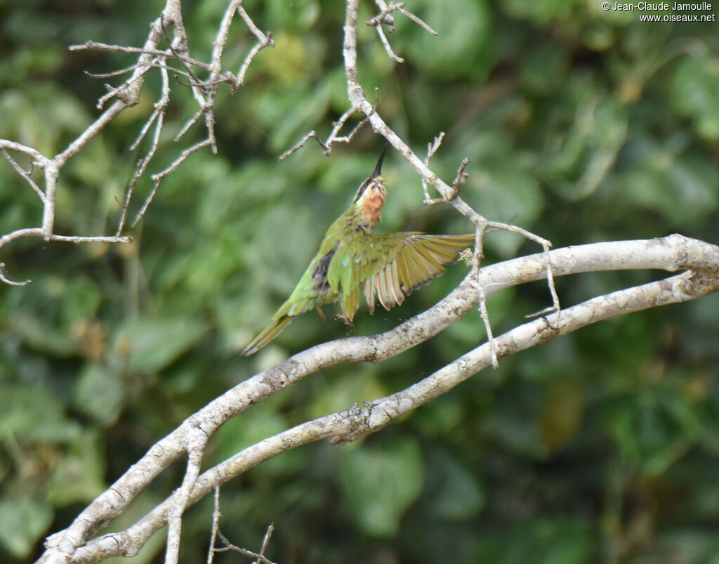 Blue-cheeked Bee-eater