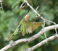 Blue-cheeked Bee-eater