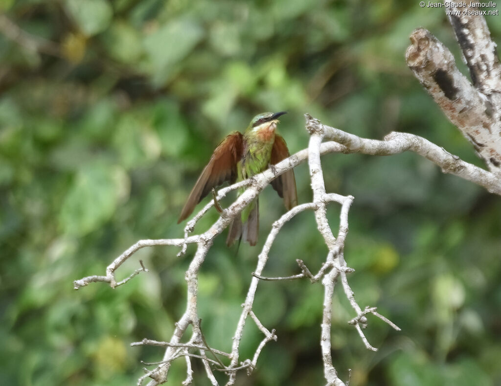 Blue-cheeked Bee-eater