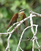 Blue-cheeked Bee-eater