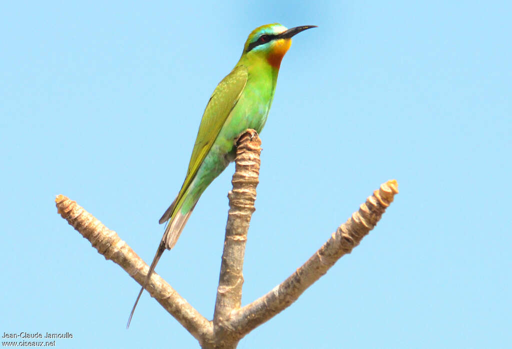 Guêpier de Perseadulte, identification