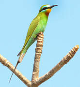 Blue-cheeked Bee-eater