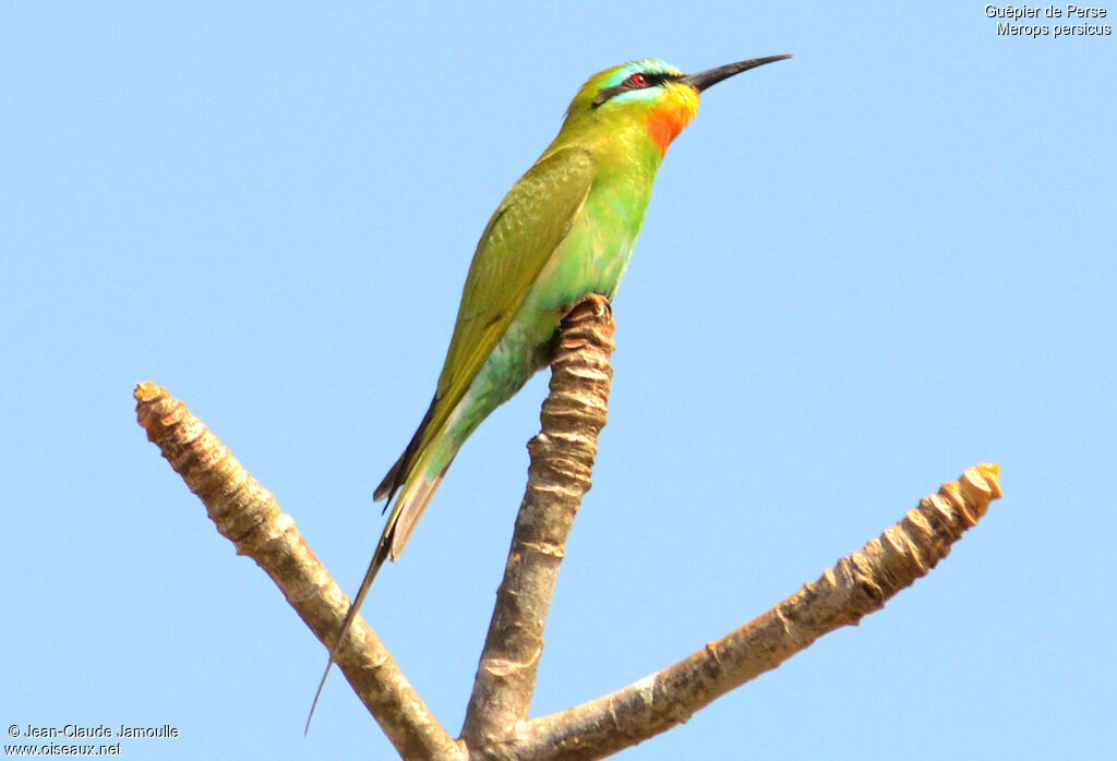 Guêpier de Perseadulte, identification