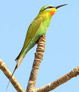 Blue-cheeked Bee-eater