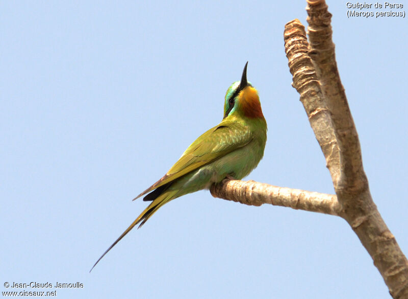 Blue-cheeked Bee-eater, Behaviour
