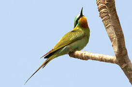 Blue-cheeked Bee-eater