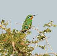 Blue-cheeked Bee-eater