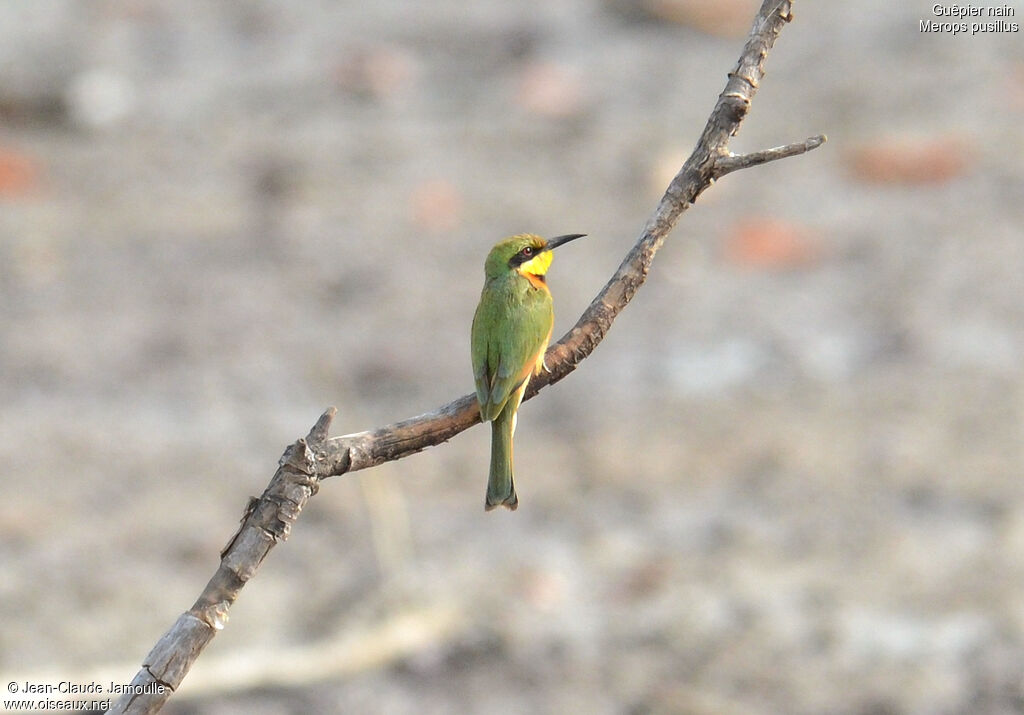 Little Bee-eater