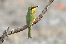 Little Bee-eater