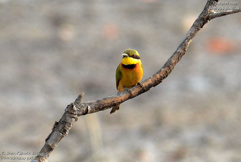 Little Bee-eater, Behaviour