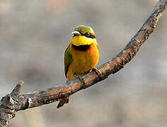 Little Bee-eater