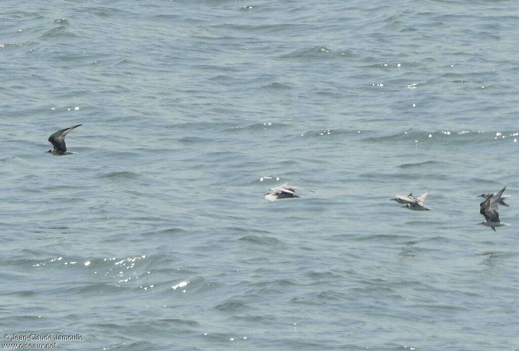 White-winged Tern