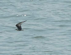 White-winged Tern