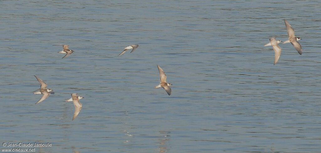 Whiskered Tern, Flight