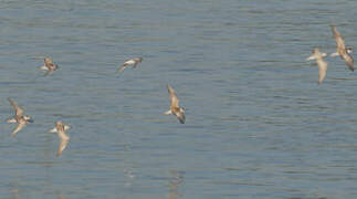 Whiskered Tern