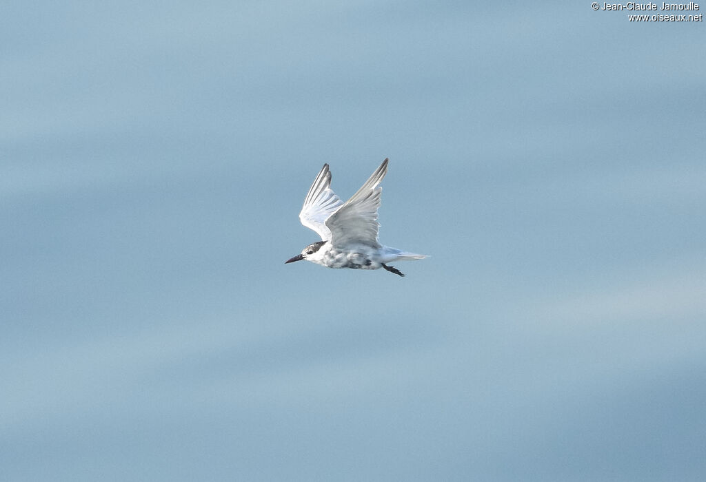 Whiskered Tern