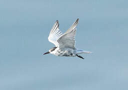 Whiskered Tern