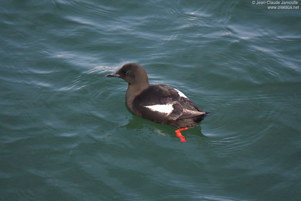 Black Guillemot, swimming