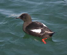 Guillemot à miroir