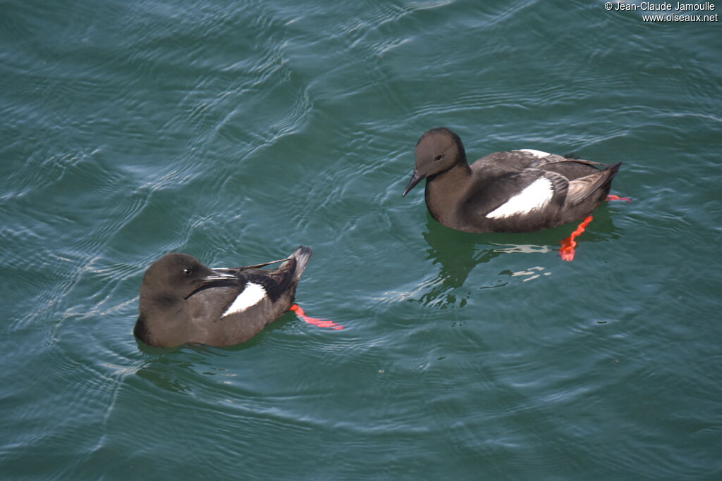 Guillemot à miroir