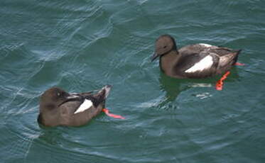 Guillemot à miroir