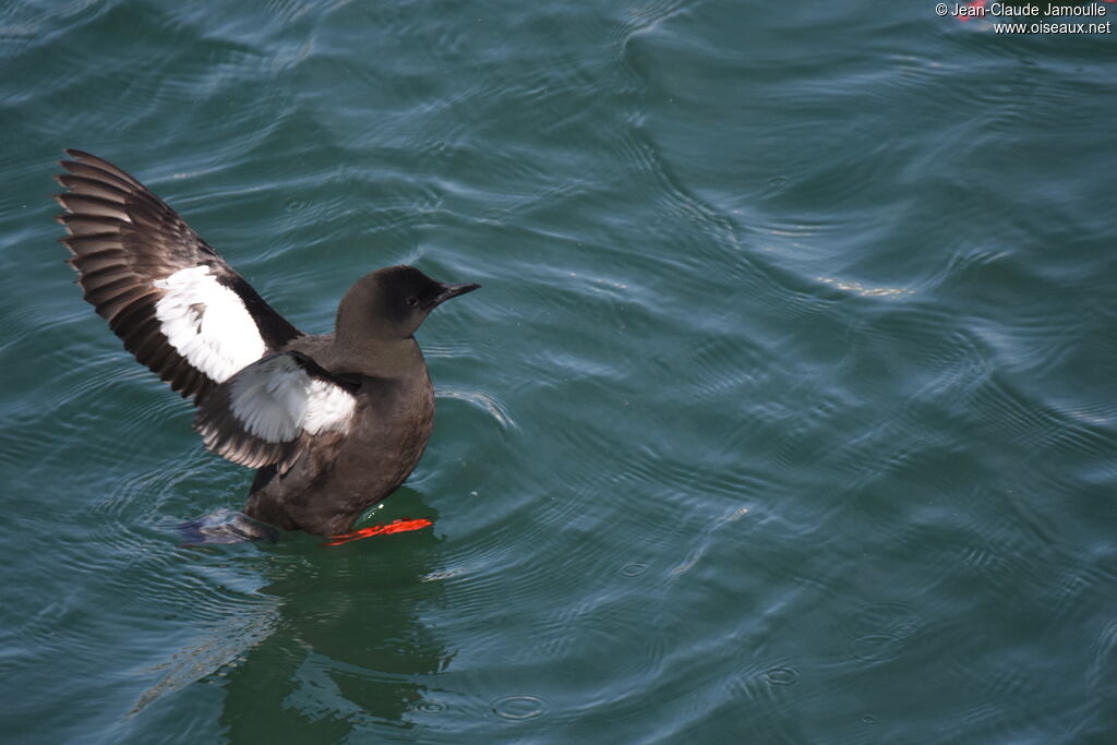 Guillemot à miroir