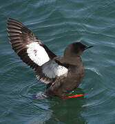 Guillemot à miroir