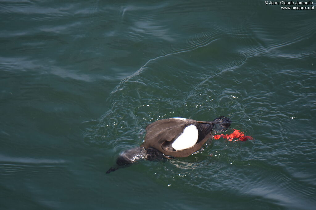 Guillemot à miroir