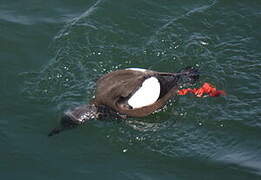 Black Guillemot