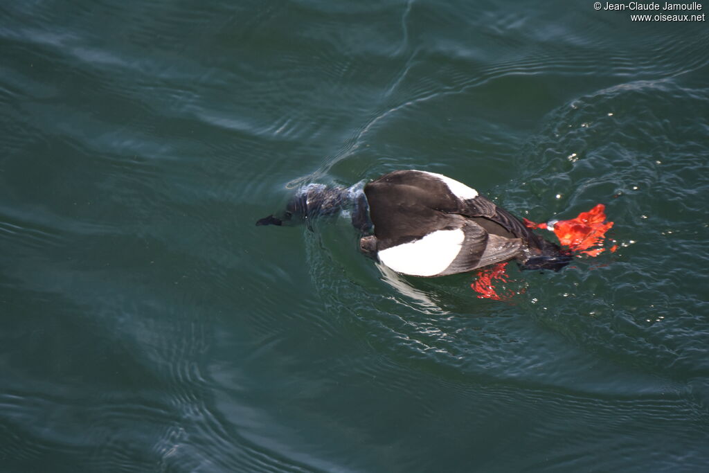 Guillemot à miroir