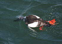 Guillemot à miroir