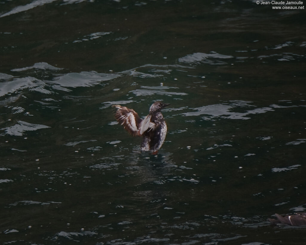 Guillemot à miroirjuvénile
