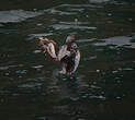 Guillemot à miroir