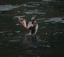 Guillemot à miroir