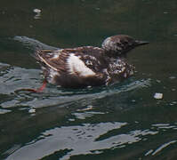 Guillemot à miroir