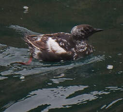 Guillemot à miroir