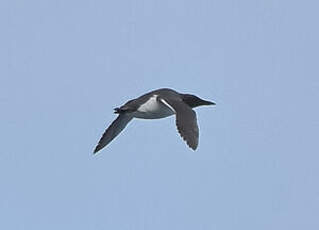 Guillemot de Troïl