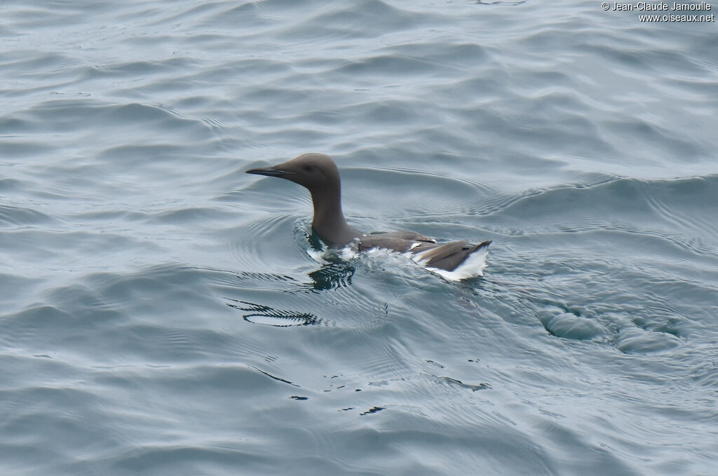 Common Murre