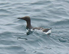 Common Murre