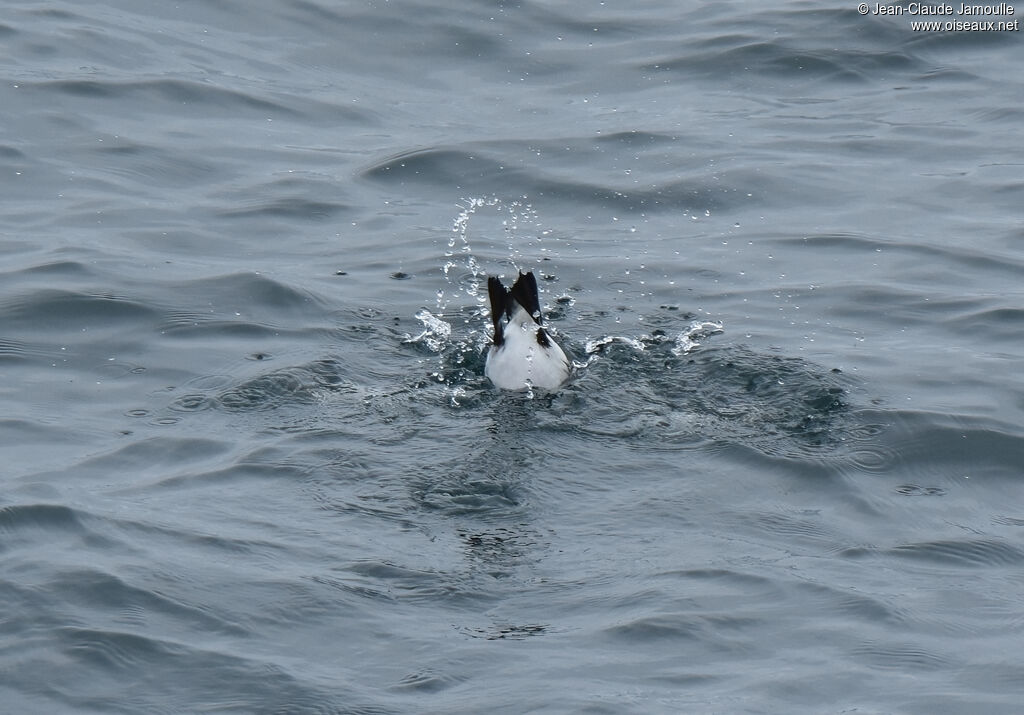 Guillemot de Troïl