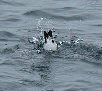 Common Murre