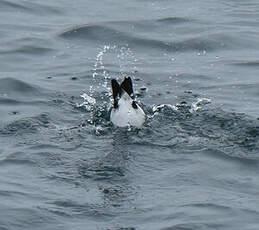 Guillemot de Troïl