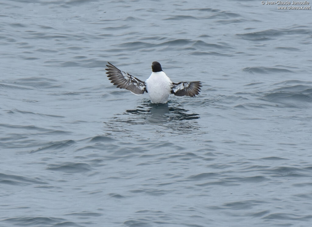 Guillemot de Troïl