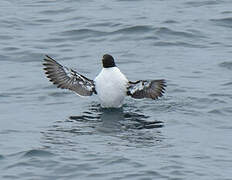 Common Murre