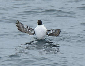 Guillemot de Troïl